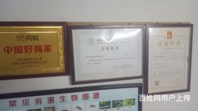 珠海白蚁防治  杀虫 灭鼠 灭蟑螂 灭跳蚤 红火蚁 - 图片 1