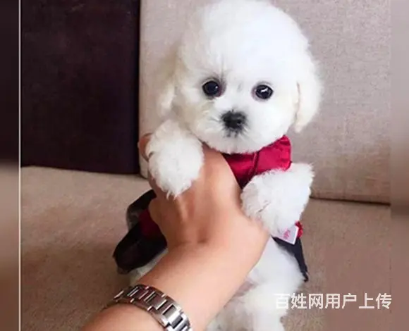 滨州比熊犬舍位置 本地比熊犬舍地址在哪儿 - 图片 8