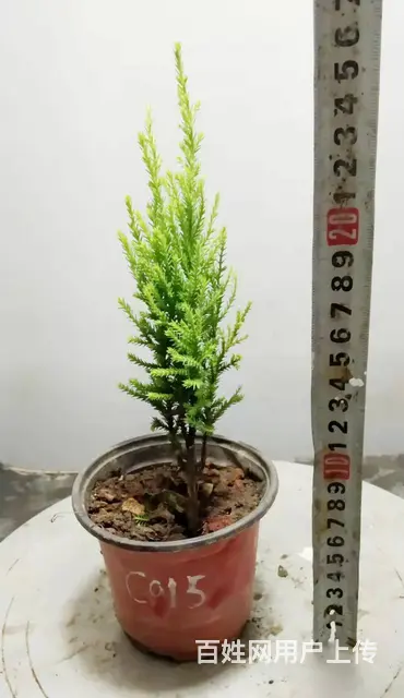 德聚缘花木盆景达人盆景总监盆景艺术总监杨世毅先生 - 图片 4