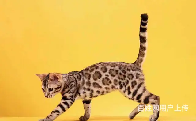 哪里有卖孟加拉豹猫的 无病无癣 包纯种健康 - 图片 2