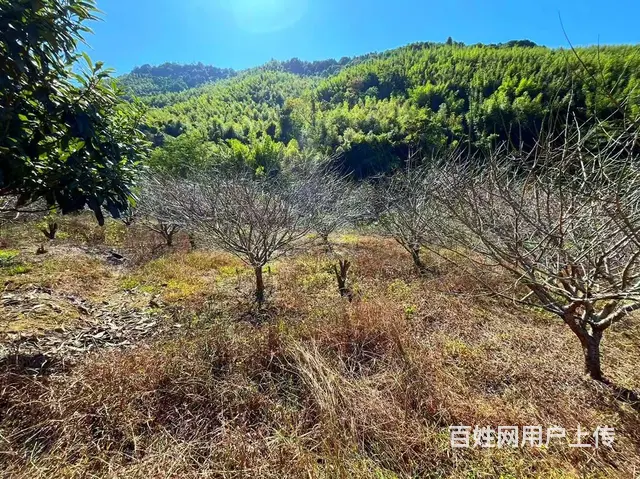 从化区良口镇旅游区溪水边3亩亩山地果园整体转让 - 图片 3