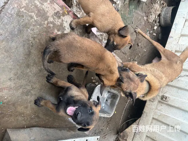 马犬两个月纯种马犬 - 图片 2