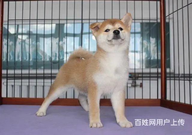赛级柴犬，CKU认证品质，专业信誉服务 - 图片 12