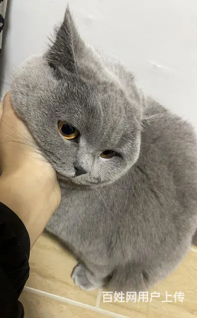 英短蓝猫 - 图片