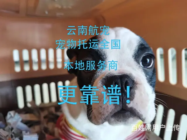 昆明宜良宠物托运全国服务 本地托运不是中间商 - 图片 2