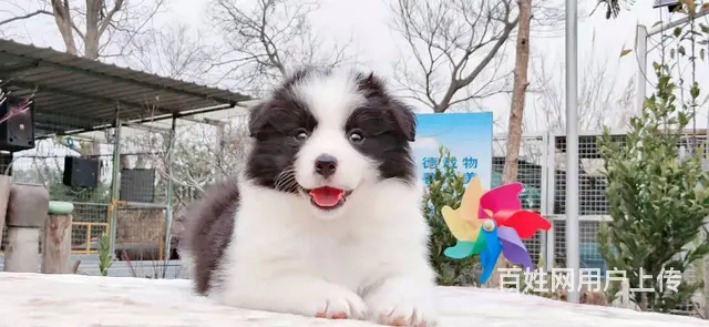 宿迁益帆边境牧羊犬犬舍，共克疫情，平安度过 - 图片 5