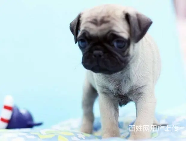 广州巴哥犬一只多少钱 实体犬舍 自家繁殖保健康 - 图片 3