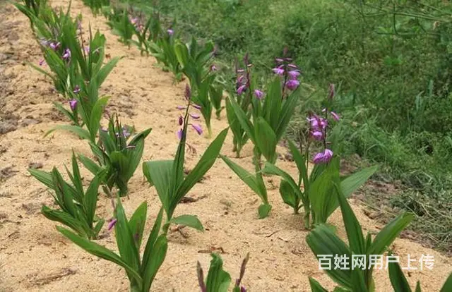 湖北百草堂白芨种植市场发展有机会，帮助您发家致富 - 图片 2