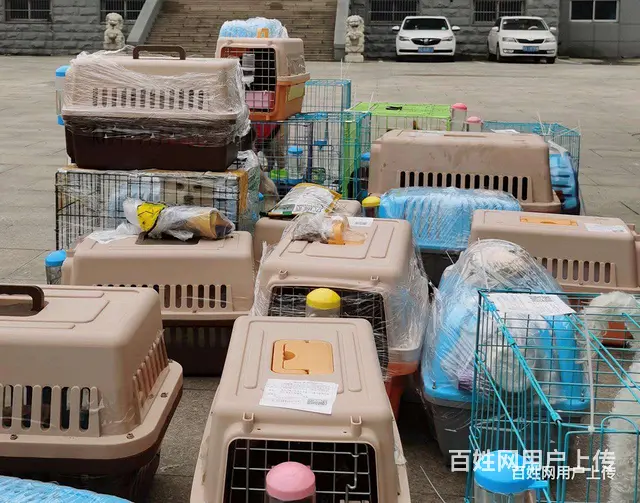 常州宠物托运（猫狗活体运输新*闻）注意事项 - 图片 8