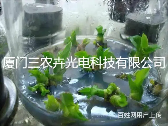 蝴蝶兰组培灯 - 图片 3