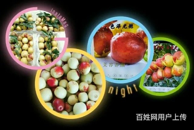 大荔贡品冬枣 - 图片 8