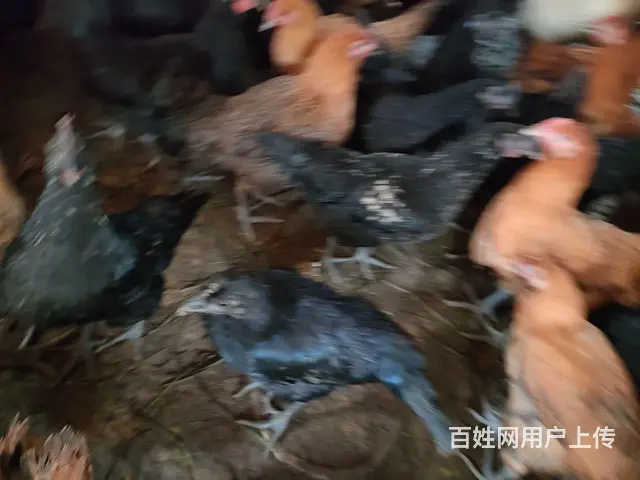 【搞定了！】出售五黑鸡 - 图片 2