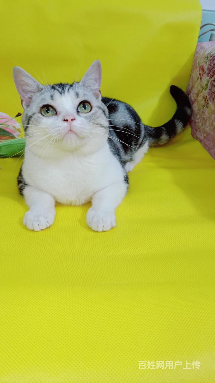 美短高地加白公母都有品相好纯种自家猫