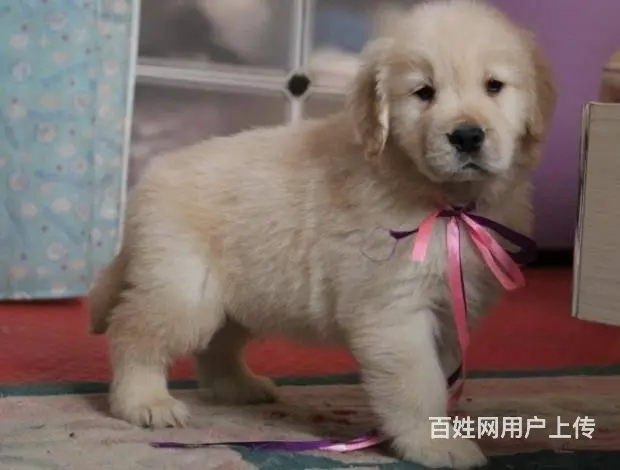 赛级金毛犬 大头家养金毛犬 金毛犬多少钱 - 图片 4