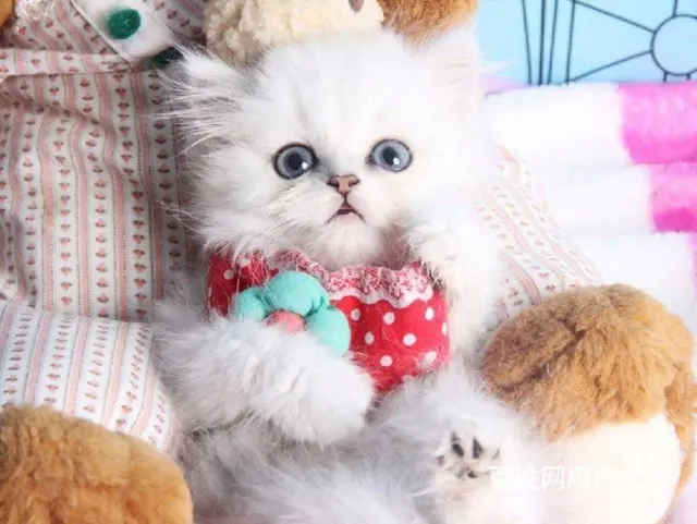 兰州波斯猫精品 完美品相 异长贵族 健康无癣签协议 - 图片 2