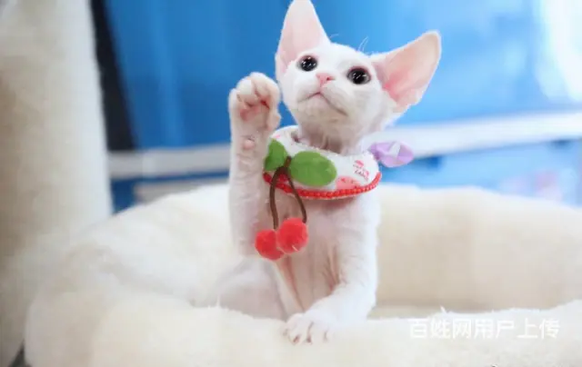 德文卷毛猫为什么贵 多少钱一只 德文的优缺点 - 图片 5