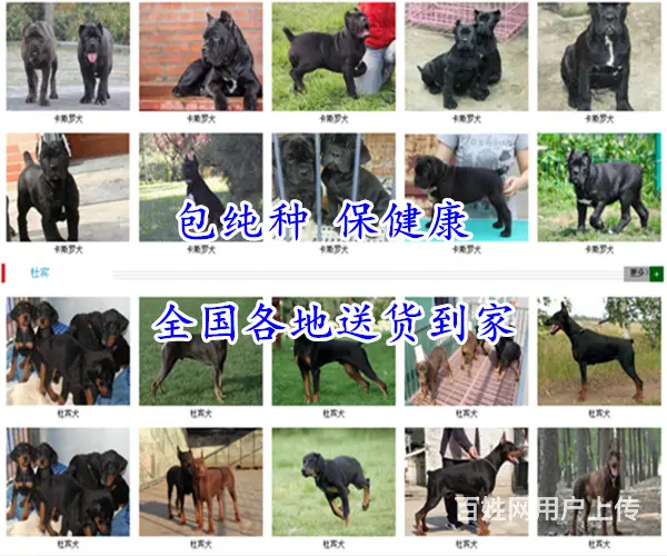 安徽黄山屯溪拉布拉多哪里出售联系电话 - 图片 8