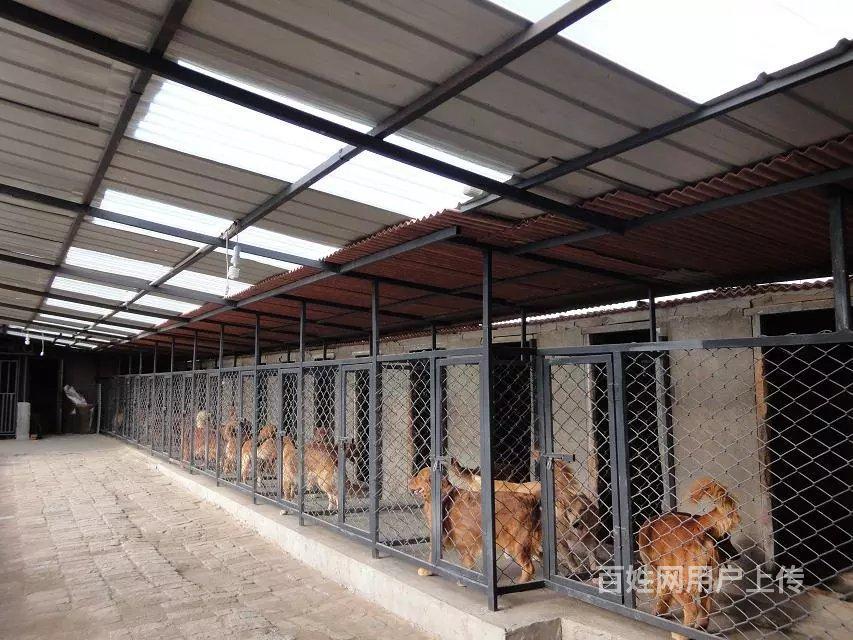 海北养狗场联系方式