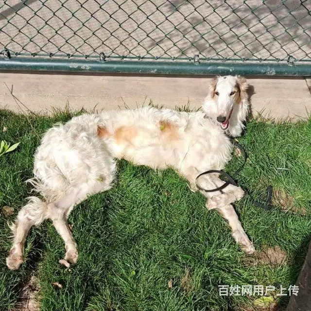 寻狗启示 - 图片 5