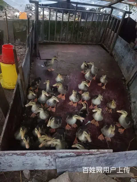 淡水鱼出售，土鸭子出售 - 图片