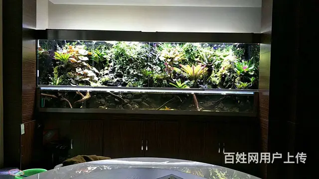 专业养护公司，家庭，大型工程鱼缸，兼卖鱼缸 - 图片 10