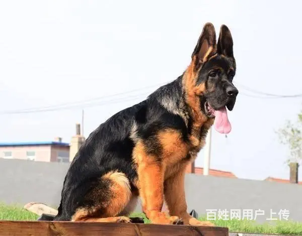 纯种大头黑脸德国牧羊犬 毛量足骨量大 可来挑选 - 图片 6