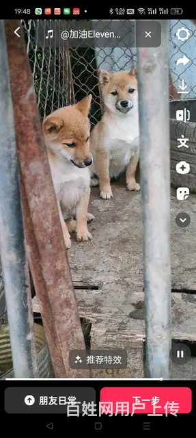 小柴犬 - 图片 3