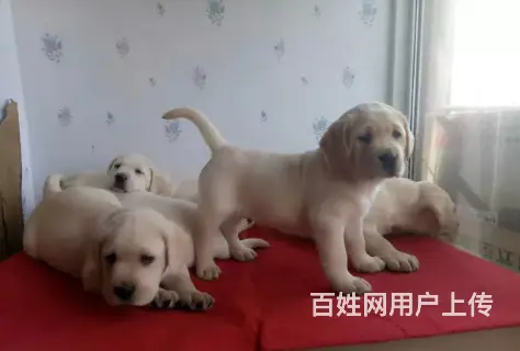 承德拉布拉多怎么卖 保健康 疫苗齐全 - 图片 8
