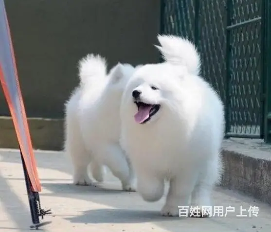 萨摩耶 萨摩幼犬欢迎上门挑选价格优惠签协议有保 - 图片 7