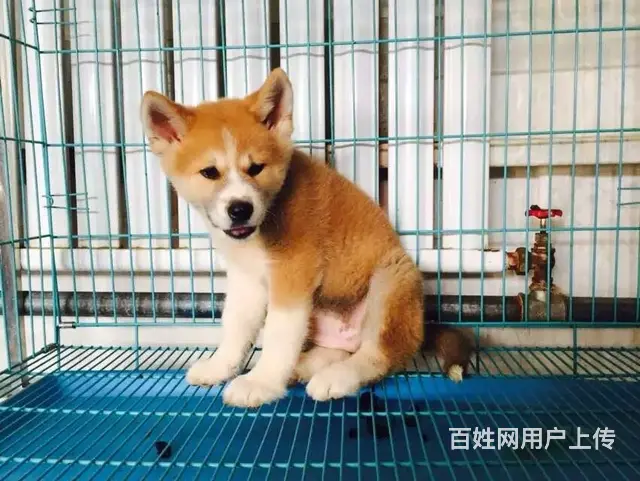三沙【*推荐】秋田犬舍‖秋田养殖场 - 图片 9