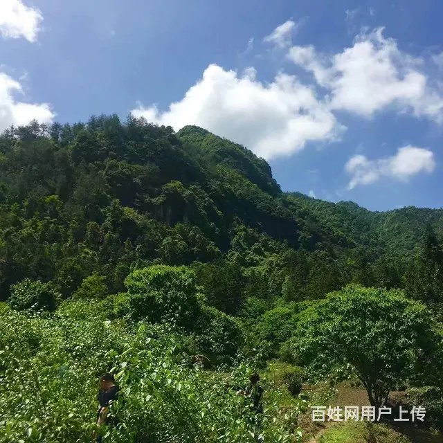 （极 致）武义大溪口的承包土地欲转让经营权！接手即可营业 - 图片 7
