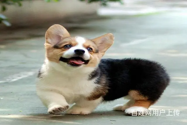 巴中地区纯种威尔士柯基幼犬 健康有保障 可签协议可 - 图片 1