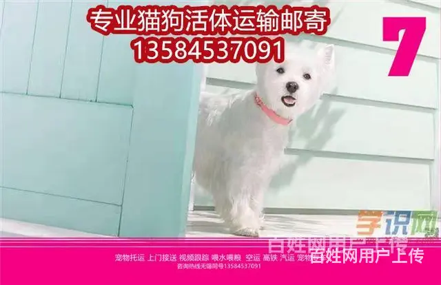日喀则宠物托运（猫狗）邮寄快递（宠物活体运输)今日推荐 - 图片 5
