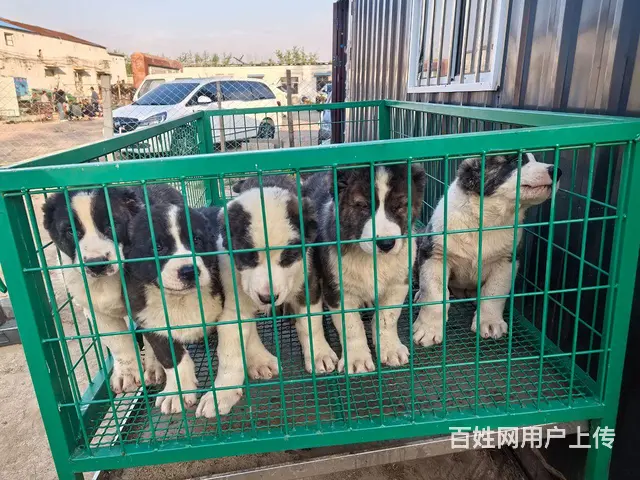 大型护卫犬 - 图片 2