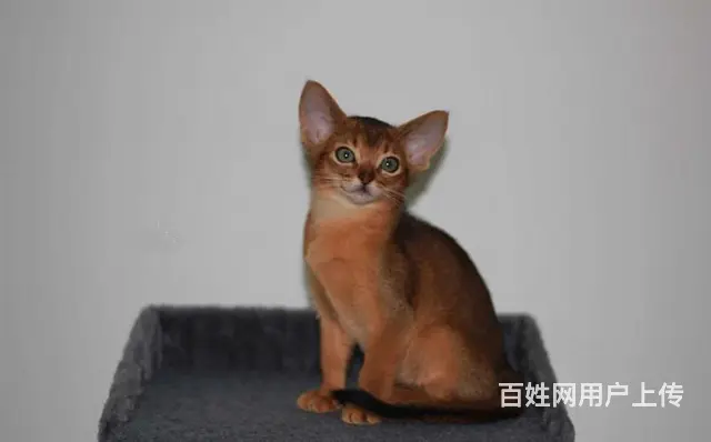 哪里有红阿比猫卖的 双血统阿比西尼亚猫多少钱 - 图片 7