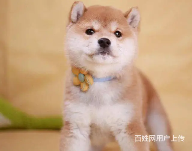 日本柴犬出售 冠军品质 赛级血统 签协议 - 图片 4