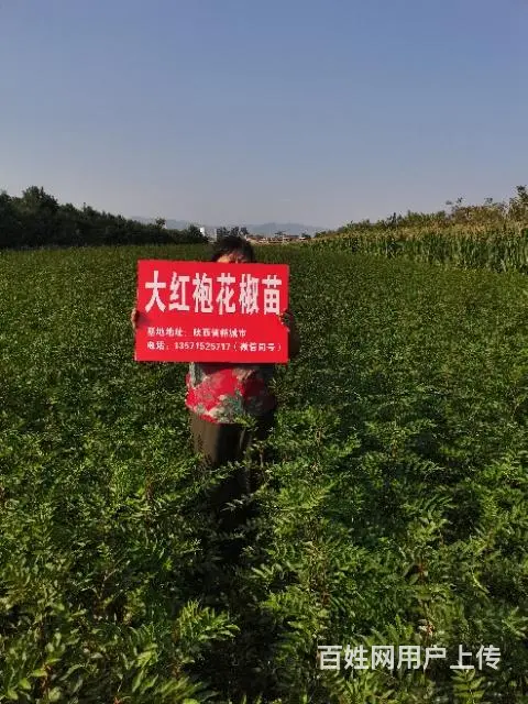 无刺大红袍花椒苗基地韩城黄盖狮子头南强一号 - 图片 2