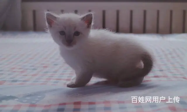 暹罗蓝重点 - 图片 7