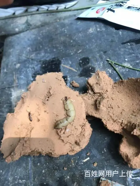 邵阳灭鼠，灭白蚁，灭蟑螂，灭老鼠杀虫 - 图片 5