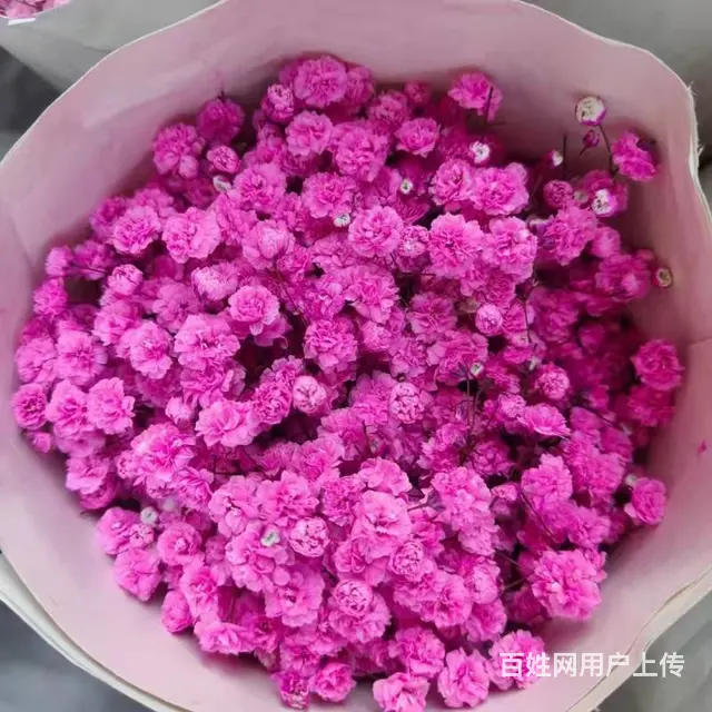 云南昆明斗南鲜花绿植盆栽基地批发一件代发 - 图片 5