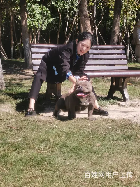 恶霸犬对外借配 - 图片 4
