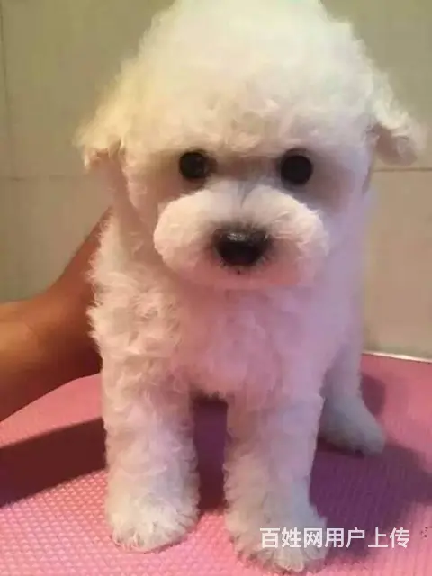 纯种比熊犬幼犬出售 高颜值多只可选 赛级品质 - 图片 9
