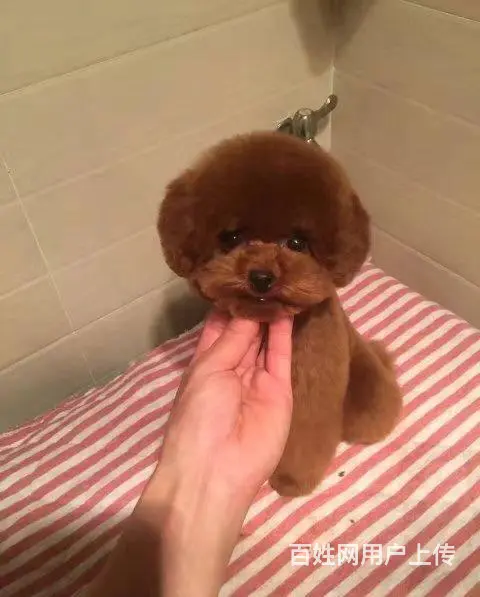 纯种泰迪  玩具红泰迪熊犬 巧克力泰迪犬 - 图片 4