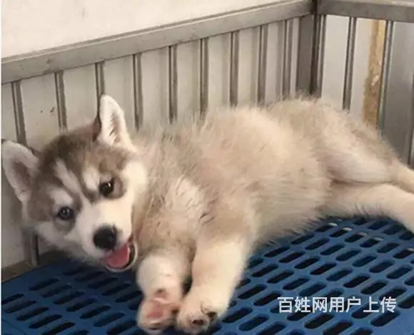 赤峰哈士奇犬舍基地常年出售纯种哈士奇双血哈士奇幼犬 - 图片 11