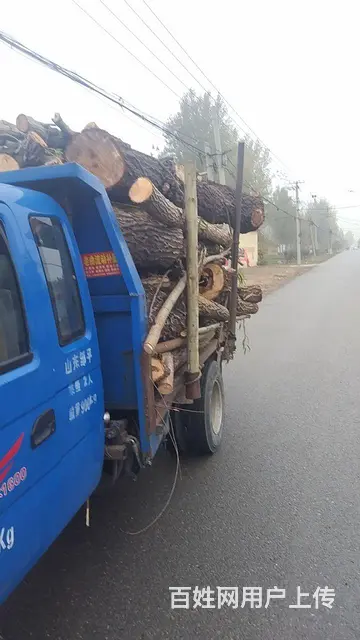 专业修剪 - 图片