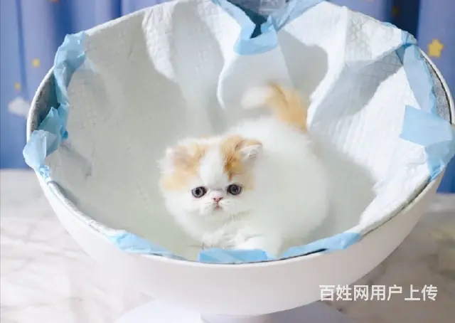 本地哪里有卖加菲猫的 加菲猫眼部怎么护理好养吗 - 图片 1