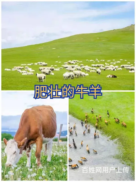 呼伦贝尔大草原旅游向导推荐巴特尔 - 图片 3