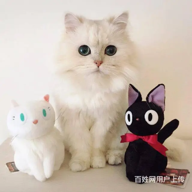 本地繁育纯种金吉拉猫 毛量好 疫苗齐全保证健康的 - 图片 1