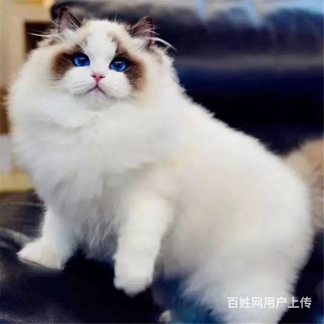 哪里有布偶猫卖的 布偶猫多少钱 布偶猫成年多重 - 图片 1