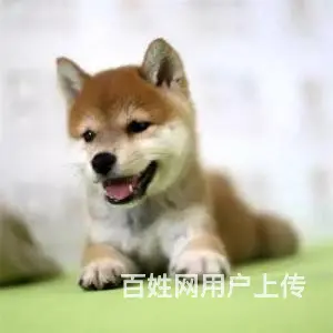 邢台柴犬多少钱一只 柴犬幼犬 赛级纯种柴犬怎么卖 - 图片 1